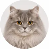 British Longhair