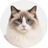Ragdoll