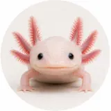 Axolotl leucistique
