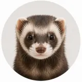 Furet zibeline