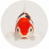 Carpe Koï