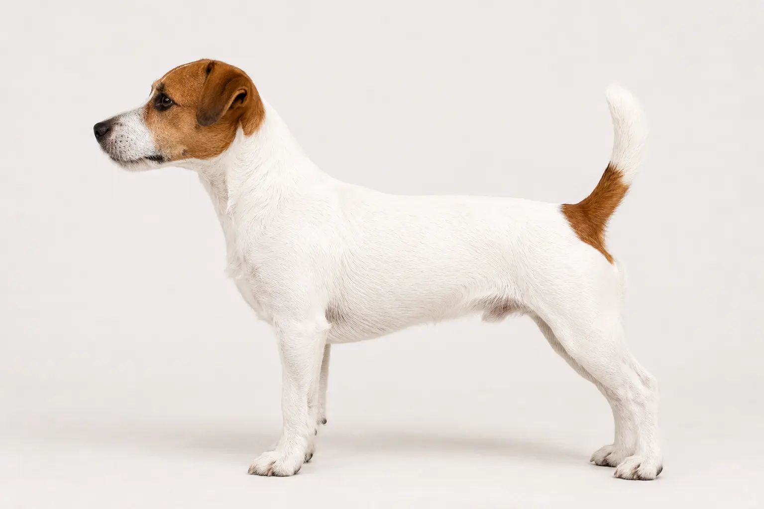 Jack Russell Terrier